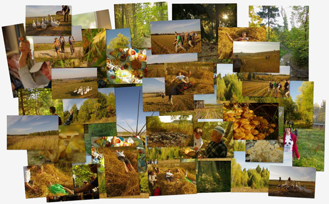 Фотоальбом PICASA